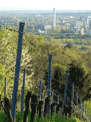 Weinberge und Zementwerk